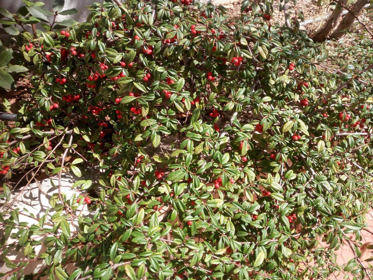 Bed and Breakfast "Il Giardino Di Niu" Palombaio Exterior foto